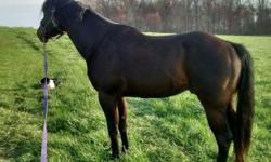 Gota Good Intuition
"Baxter"
2010 Brown AQHA Stallion
Baxter is one amazing stallion! He stands 15.1 Hands. He has had 30 days under saddle and remains in training in western pleasure. He has an amazing personality. He is very quiet and willing and he