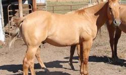 Beautiful 2 year old AQHA Buttermilk Buckskin Gelding. Started under saddle by professional trainer. Gentle and well mannered.