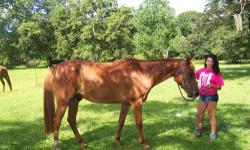 Moving out of state. Must sell AQHA Mare (Two-Eyed Jack line), APHA Breeding Stock (Tardy Too line) and her gelding. Would like to keep them together if possible, but will discuss. To good home(s) only. Haven't been ridden in a long time. Also have tack