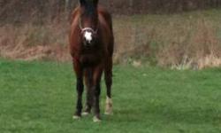 1. Apache- Bay. 6 year old. very well bred AQHA Has been round penned and trail rode all summer hasnt been rode much since the weather. Hes calm and easy going. he does perfer women over men when being rode. hes an athete very fast he flex at the poll. He