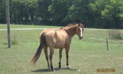1998 AQHA Gelding Big and Beautiful. Rides out strong, gentle. Grandkids ride him.