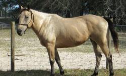 This is a bomb proof mare great for anyone .She is a joy to ride can go for hours on a trail .Kids can ride her .She loves all horses.Very quiet mare .Had all shots coggins teeth just done feet just trimed she is ready for her new home.She is 15 yrs old