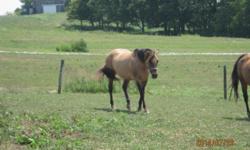1996 AQHA Registered Buckskin Mare Appendix Horse. Rides, Big and Beautiful. Big Black Feet, Very good shape
