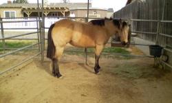 AQHA BUCKSKIN MARE, FOUNDATION BRED APPENDIX QUARTER HORSE MARE, 7 YEAR OLD, GREAT TRAIL OR BROOD MARE. $1850 CALL 909 214 2788