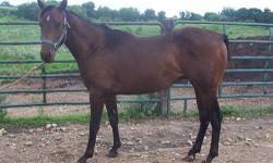 3 year old gelding for sale. Started by the Amish to drive. Well bred has Doc's Hickory, Peppy San, Quanah O'Lena, Doc O'Lena right on his papers. AQHA papers in hand.
$500
