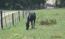 1999 Solid Black Stallion. 9 Crosses to King P234. Normally throws the color of the Mare he breeds. He is registered NFQHA, FQHA, FQHR. Foundation. Very calm around mares, can be ridden right beside mares. Very Gentle. Would make a great addition to any