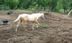 I have a very well mannered stud. he is pastured with 1 mare and geldings, he has the temperament as a gelding but gets the job done. I will be pasture breeding so its all natural. his sire is perlino and his dam was sorrel. $300 stud fee dry or wet, so