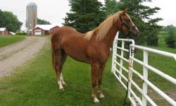 She is a five year old, very pretty sorrel mare with a lighter colored mane and tail, white blaze, and four white socks. She is 15 1/2 hands tall. She is good in the round pen and stands good for the farrier. We have ridden her several times and she has