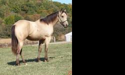 Beautiful AQHA red dun gelding. 2 months training so far will stay in training until sold. Work for foundation shows etc.