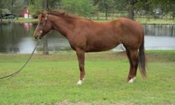 Miss Hickory Jac is a 2007 AQHA chestnut mare. She would be a nice AQHA trail class competitor. She is also a very nice trail horse. Jackie is very handy and responsive to the aids. She has been worked around cattle and is a solid turn back horse. She can