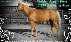 Golden Agana King is a 2009 AQHA Palomino stallion standing at Prukop Quarter Horses & Andalusians Ranch in Bishop, TX. He is now standing for stud to approved mares with current negative coggins and vacinations. We can provide mare care for $10 a day