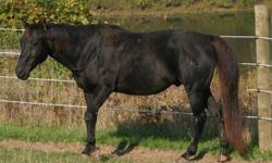 AQHA Black Stallion owned by Country Music Legend Loretta Lynn - The Coal Miner's Daughter. He has the "LL" Brand. This stallion won the 2000 Open All Around at the Quarter Horse Classic.
JUSTA DIVERSIFIED is the ONLY BLACK Son of 4 Time AQHA WORLD