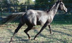 This fun and people loving blue roan 3 year old gelding will be blast to train and ride. Ducati is out of proven parents, 3/4 arab and 1/4 appaloosa - he is registered as a half Arab - call - 720-272-5255 -
www.wanaberanch.com - website -