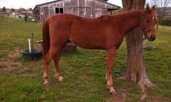 2008 Stunning Chestnut Gelding. 15hh Confident, highly athletic, exceptional mover with a show presence to die for!
His 5 generation pedigree includes: PATRON, ODESSA, ALADDINN, GAMAAR, BAY EL BEY, BASK, KHEMOSABI, WIDEAZ, SAKR, GEZZON, NABOR, AZRAFF.