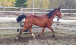 Aurora is 8 yrs old she's about 15 hands good legs lots of engery she needs a experience rider I'm asking 550 OBO will to trade for a taller horse to. Email me [email removed]
This ad was posted with the eBay Classifieds mobile app.