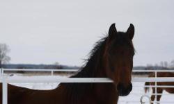 Arabian - Brietta - Large - Adult - Female - Horse
7 or 8 year old 1/2 Arabian Mare. She would be considered a National Show Horse. Her mother is a black and white pinto saddle bred and her sire was an arabian stallion. No papers..they were misplaced. She