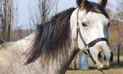 Arabian - Candi - Medium - Adult - Female - Horse
This gorgeous mare is pure polish and pure sweetness. At 6yrs old and 14.3hds, she is well started US. Green but willing she would make a great endurance, performance, or pleasure prospect. Located in KY.