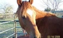 Arabian - Celine - Large - Adult - Female - Horse
CHARACTERISTICS:
Breed: Arabian
Size: Large
Petfinder ID: 25224931
CONTACT:
Habitat for Horses | Hitchcock, TX | 866-434-3737
For additional information, reply to this ad or see: