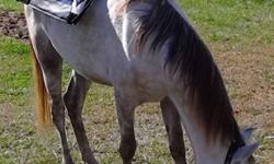 I have a 2 yr. old half Arabian an half Morgan, she has had a saddle on and bridle but she needs someone experience in training, I would like to trade for a older horse that I can ride, I am 56yrs. old an have had a few surgeries an I just can't train her