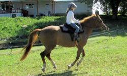 6 year old Arabian gelding for sale. Rides huntseat, saddleseat, and dressage. Has been to and placed at national shows. Amazing halter horse. Not for very young or inexperienced riders. Very good on trail rides.