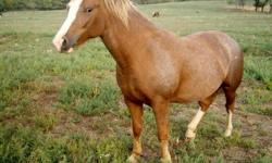 We have been breeding horses for many years and currently have some of the best we've ever had available. All are registered and come in a variety of colors including Palomino and Pinto in our partbreds. They are priced in the $500 to $2,000 range with