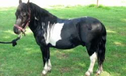 Arabian - Jenny- Courtesy - Large - Senior - Female - Horse
This is a courtesy listing for a private individual please contact them directly for more information. She's 29 years, Arabian and Quarter horse. They are looking for a good place for her to be