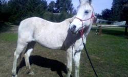Arabian - Kalu - Medium - Adult - Female - Horse
Kalu or (Lou for short)
Beautiful Flea Bitten Grey Arab Mare 19-21 yrs....
Kalu is easy going and very sweet.
Excellent on trails: not spooky, crosses water, can be tailed uphill.
Loads into trailer calmly,