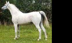 I have owned Shadow for 5 years and have enjoyed her. She is current on all her preventative care, though is coming due for a float this summer. She is a grade mare, and is built like the sport horse type Arabian; she?s sturdy with great feet. She has