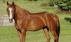 Sadly, I must sell my Well Bred Registered and Beautiful 2003 Arabian Mare by Ortel out of a mare by Desperado V to pay for medical expenses. She is a great broodmare prospect and has been exposed to Match Trick, a Thoroughbred stallion. However, I will