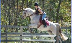 Arabian - Phineas - Medium - Senior - Male - Horse
This cute boy is 20yrs old, well trained US and approx. 14.3hds. He can do dressage, hunters or just trails. He is the perfect 4H project or 1st horse for that intermediate beginner rider or could be a