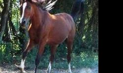 Arabian - Piper - Medium - Adult - Female - Horse
For more information or to adopt a horse please contact: [email removed] 866-434-5737 ** Reminder, HfH horses are not available for breeding or resale. Serious inquires only, you must be 18 years or older