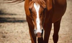 Arabian - Rusty - Medium - Senior - Male - Horse
Rusty is a handsome 1986 Chestnut Arabian Gelding. Don't let his age fool you--he still has many many miles left in him, and he is one of the sweetest horses you will meet! Rusty is sound, loves attention