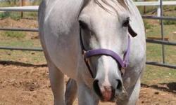 Arabian - Ska - Medium - Adult - Female - Horse
Ska was adopted out in 2008 and her adopter became ill and had to return her. She has been just out on pasture for a long time and not worked with. She is evading people now but once caught not hard to work
