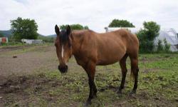 Arabian - Twin Arab Horses - Medium - Young - Female - Horse
These horses are not at Spring Hill. Courtesy Listing. Contact is Phillip 522-7065 or 223-3129. . 8 Year old Twin Morgan Arab crosses, Brother and Sister pair. Prefer they go together. Green