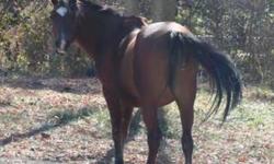 Arabian - Wave - Medium - Adult - Female - Horse
bay mare. 1997. Birdcatcher spots on her left shoulder. Silvering on her legs 14.2-14.3 Very sweet mare but somewhat shy and reserved. She is halter broke but can be head shy. She is learning to pick up her