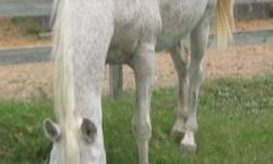 Arabian - White Arabian - Large - Adult - Female - Horse
Our Arabian is a 17 year old mare. She is a lovely animal and would be perfect for someone who loves the company of horses and enjoys having them as "lawn ornaments" but does not necessarily want