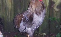 Have 2 true rumpless clean faced Araucana chicks $8 each
4 black Maran chicks, 4 blue $6 each. Feathered feet. Roo is black copper Maran, Bev Davis line, hens are blue from show bird breeder, who is NPIP certified.
Marans lay the chocolate eggs and are