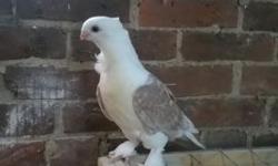 Ash Red Lace Satinette youngster late 2014 parents were bred by Sue at Mookee track loft, this is truly a show quality bird. Parents pics on breed 2 page .$40.00 shipping actual box $12 www.fancypigeonsplus.com