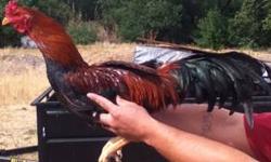 Roosters $100 and Hens $65 call me we can make a deal no low balling will consider reasonable offers. Mike 408-706-3964 3 hens and 1 rooster no calls after 11:30 pm thanks
This ad was posted with the eBay Classifieds mobile app.