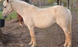 Liquidation all med/large "ponies". Arab mare with half-Welsh baby, Welsh mare with Welsh baby, small 3-day eventer PHR mare with half Welsh baby, small TB (14.25H), Spanish mustang (14.1H),etc., 2 year old part Arab endurance/trail pony/horse, yealing