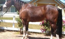 CHANCE IS A 7yr 15hh QUARTER HORSE GELDING, RANCH/TRAIL. WALKS, TROT, CANTER, NECK RIENS, MOVES OFF YOUR LEGS. TURNS AROUND, HAS BEEN RODE IN THE MOUNTAINS, CITY TRAILS, BEEN AROUND IT ALL, NOT SPOOKY, WILL GO IN THE WATER, CREEKS, OVER LOGS, WILL GO ALL