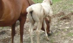 Windy is a beautiful light chocolate Palomino stock type weanling filly.
She has a blaze and no leg markings. She is eligible to be registered in the palomino registry. Her dam is a chestnut APHA breeding stock mare, with a lot of good AQHA running and