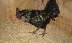 I have several Adult Roosters in this RARE Ayam Cemani Breed. Asking $50 each. Very colorful bird! Dan 620-795-2277