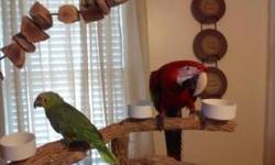 MY NAME IS MAUI.IM A 12 YR.OLD B&G MACAW.
I TALK VERY WELL.I COME WITH MY CAGE ETC.
ASKING $850 OBO.
423)309-0287or 423)619-3377