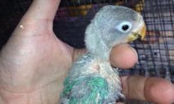 Babies lovebirds 305-962-3989
This ad was posted with the eBay Classifieds mobile app.