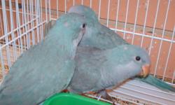 we have more to 100 Babies to choose from Blue Quakers, Babies linolets, Parrotlets, Cockatiels, Love Birds, English Budgies etc.
Only at Ceasar Pet Store!
Back on Banana Trail
next to Manny appliances
Big Sign up front
Sunshine Flea market
1941 South