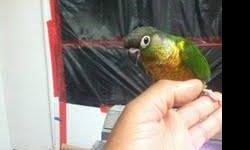 I have a few babies pineapple green cheek and yellow sided green cheek conures and regular green conures . 3-5 weeks old still need to be handfeed 2-3 time a day we also have a few that eat seed already ... they are 175 if your interested email me or call