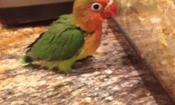 Hi I have a few babies lovebirds for sale 305-962-3989
This ad was posted with the eBay Classifieds mobile app.