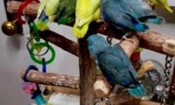 Few babies Parrotlets availables now...with Leg band & Hatch Certificate.
Ideal for condos or Apartment living,beautiful color, healthy, tame with a lot of personality, capable of speech, quiet called "Apartment birds", Giving support and wings clipped if