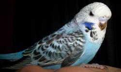 I have several babies that are now weaned and ready for their new homes. And some that will be ready soon!!
English Budgies- The beautiful baby pictured is weaned and ready to go. I also have beautiful Violets that are now weaned and 2 sky blue and a